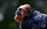 Golden-headed lion tamarin (Leontopithecus chrysomelas)